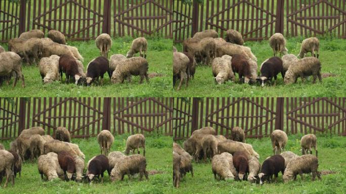 绵羊在田里吃草。羊皮。羊奶。绵羊肉。餐厅的营养食品