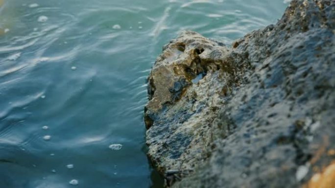 岩石海岸的螃蟹下水