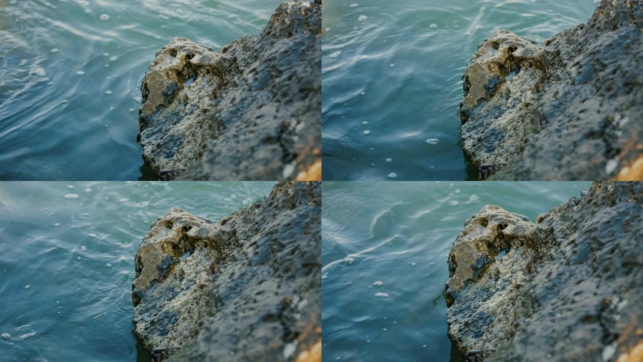 岩石海岸的螃蟹下水