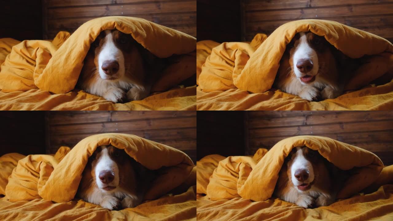 棕色的澳大利亚牧羊犬小狗躺在床上，头上覆盖着黄色的羽绒被。