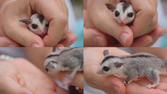 微小的宠物糖滑翔机藏在人的手掌中的微距镜头