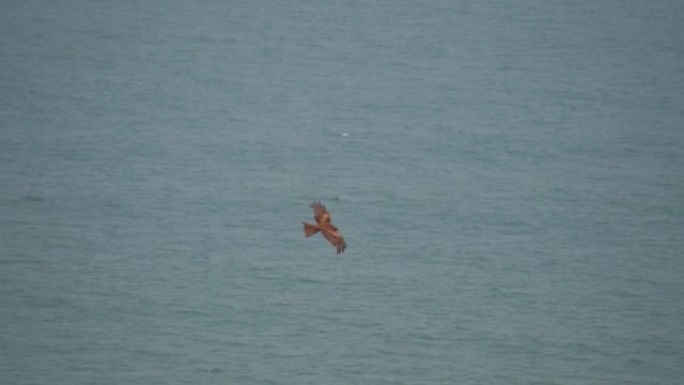 从印度果阿的查波拉堡看到的鹰在蓝色的阿拉伯海上空飞行。鹰在蓝色的大海上飞翔寻找猎物。天空中的鹰在寻找