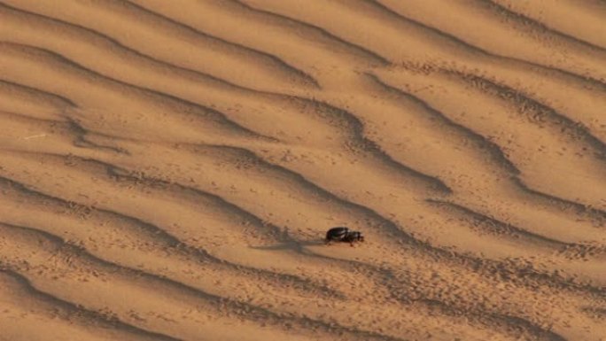 沙漠沙丘上的金龟子甲虫