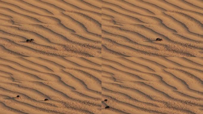 沙漠沙丘上的金龟子甲虫