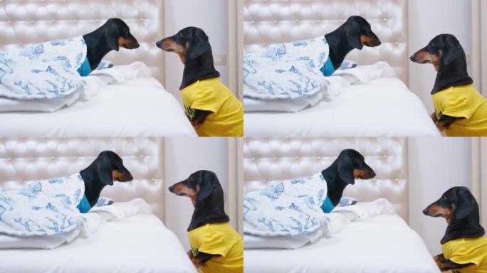穿着黄色t恤的腊肠犬想跳到床上，但是无礼的小狗从毯子下出来遇见其他宠物，而且它不允许成年狗发生。