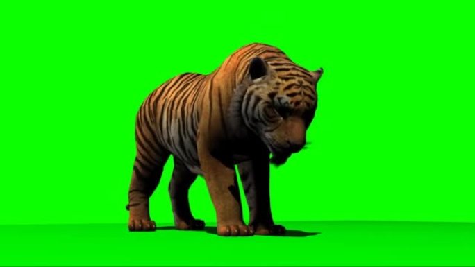 老虎在绿色屏幕上进食
