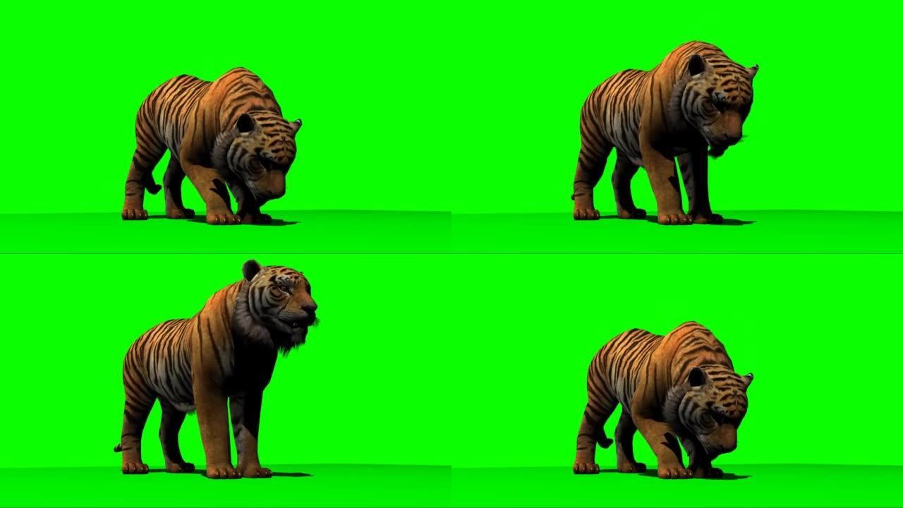 老虎在绿色屏幕上进食