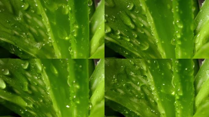 芦荟莲座丛，露水或雨水，新鲜多汁的绿色植物，潮湿的叶子，雨滴或水滴。天然药用植物为有机化妆品，替代药