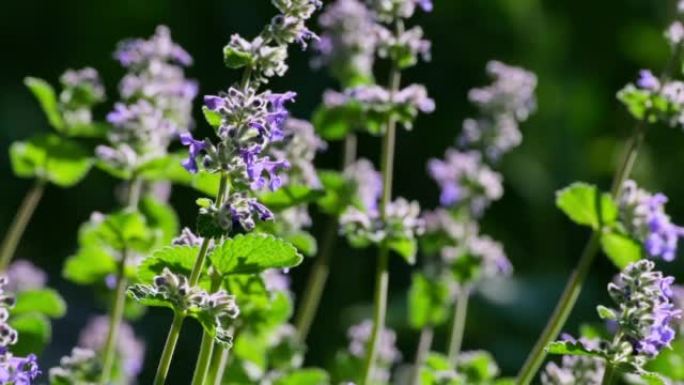 白带花。野生动物中美丽的猫草花。紫罗兰野花在草地上。夏季晴天特写猫薄荷花场，软选择性聚焦慢动作