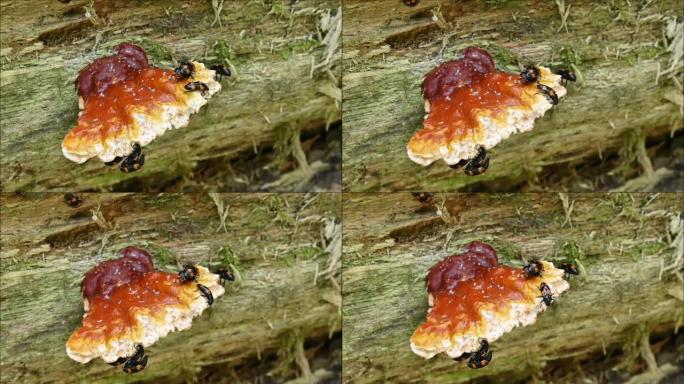 蘑菇上的腐肉甲虫