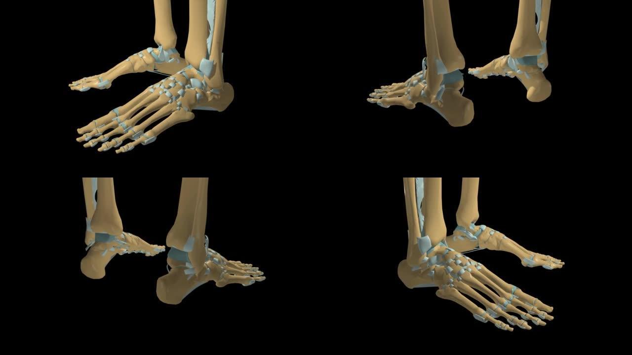 人体骨骼足关节韧带解剖3D