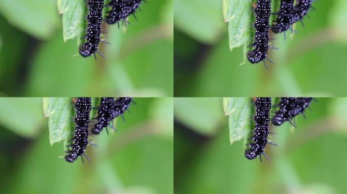 关闭孔雀蝴蝶的毛毛虫吃荨麻的叶子，也称为Aglais io或Pfauenauge