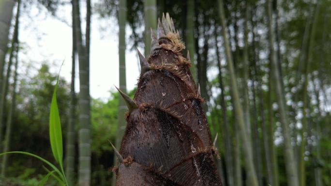 雨后春笋  露珠滑落唯美慢镜头意境