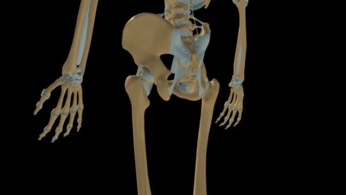人体骨骼腕关节韧带解剖3D