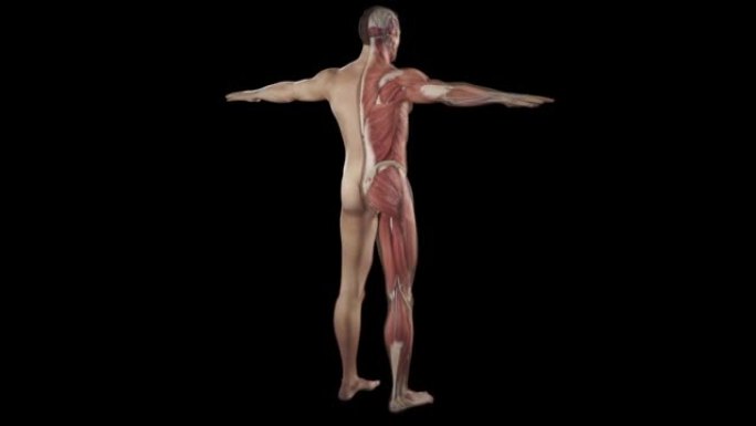 肌肉系统完整的动画，相机旋转显示所有肌肉。人体男性身体肌肉的完整3d动画