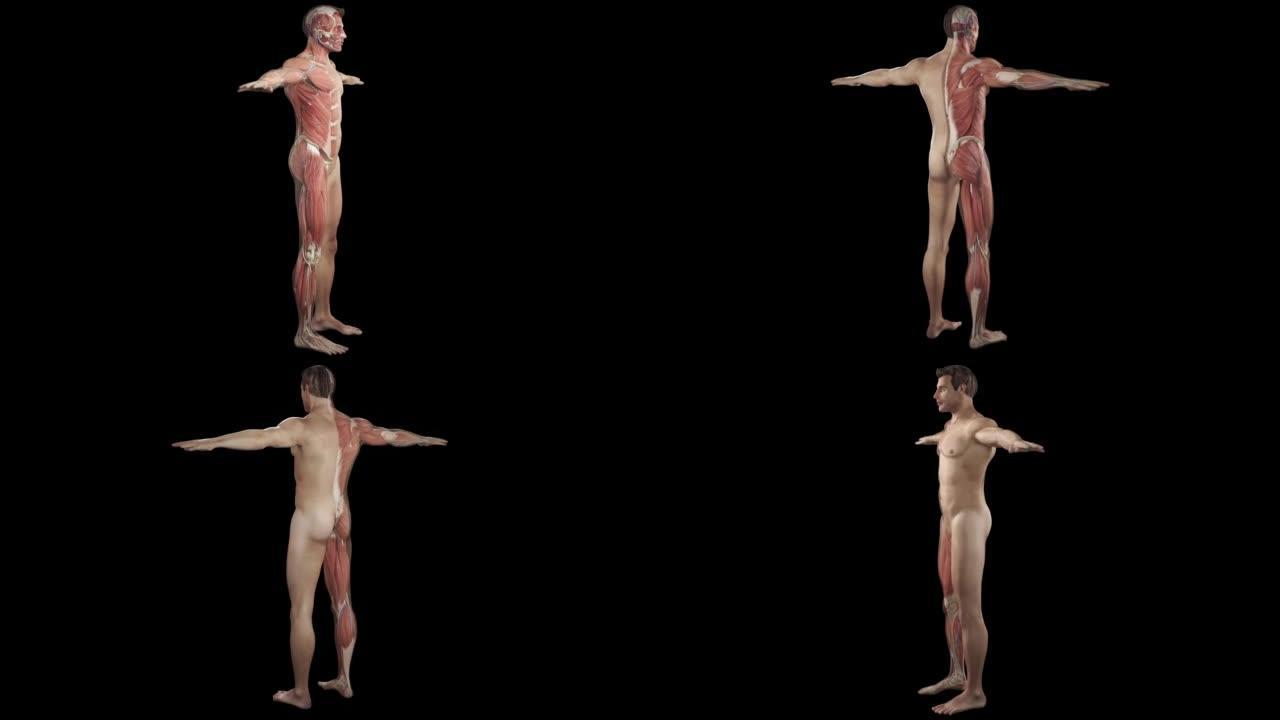 肌肉系统完整的动画，相机旋转显示所有肌肉。人体男性身体肌肉的完整3d动画