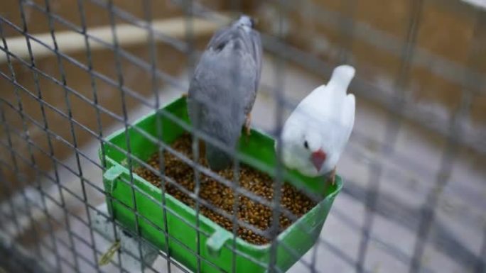 笼子里的两只灰白相间的雀正在啄食一种特殊的棕色谷物食物。野外找不到的家禽。