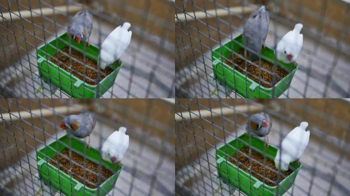 笼子里的两只灰白相间的雀正在啄食一种特殊的棕色谷物食物。野外找不到的家禽。