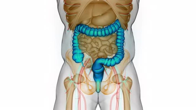 人体消化系统大肠解剖动画概念