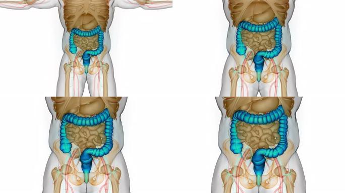 人体消化系统大肠解剖动画概念