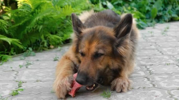 德国牧羊犬啃生牛骨，躺在人行道上。