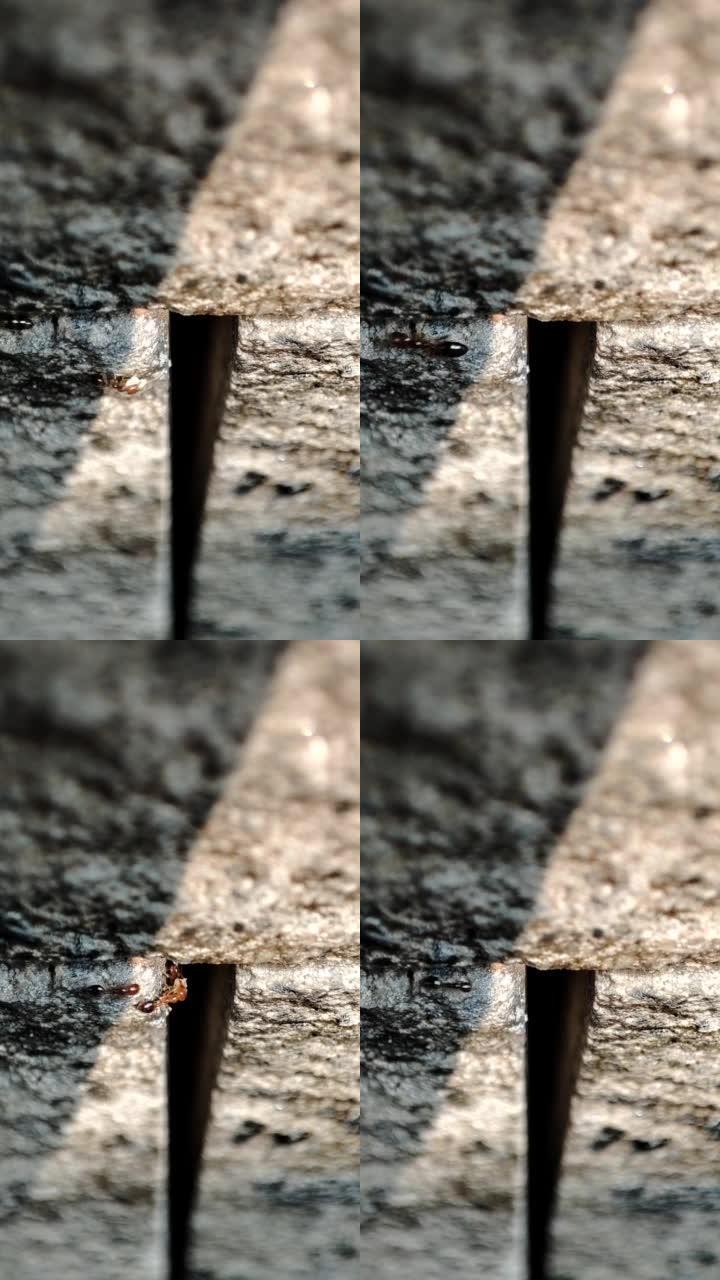 火蚁在微距视频中进入巢穴。火蚁是火蚁属中的几种蚂蚁。