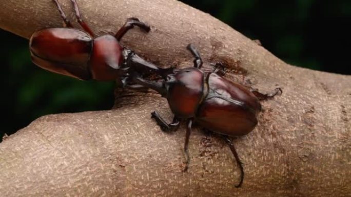 4k慢动作视频，雄性甲虫互相争抢树液。