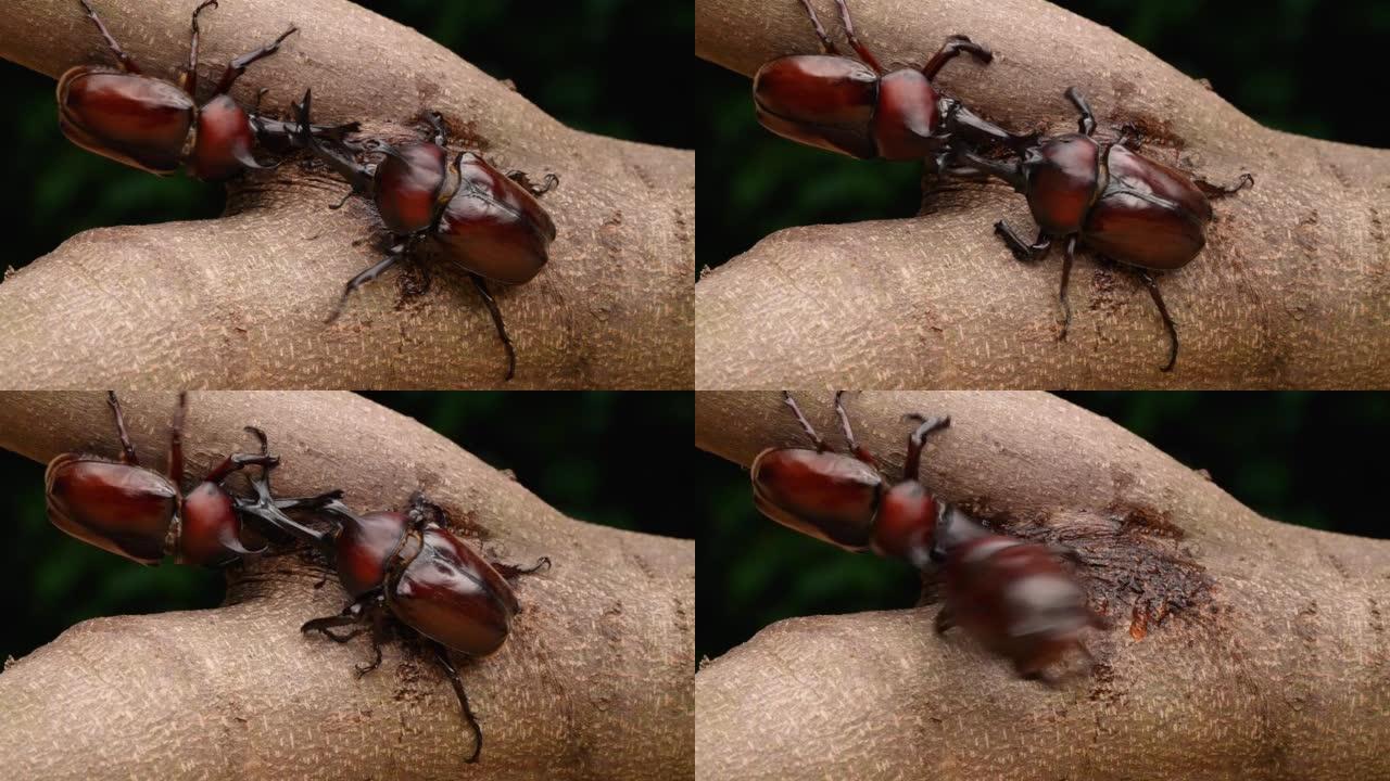 4k慢动作视频，雄性甲虫互相争抢树液。