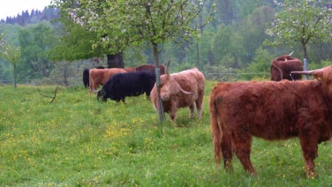 雨天春日，在苏黎世施瓦门丁 (z ü rich Schwamendingen) 放牧和抓挠的草地上的