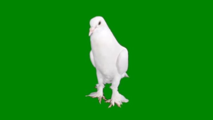 鸽子在绿色屏幕上看