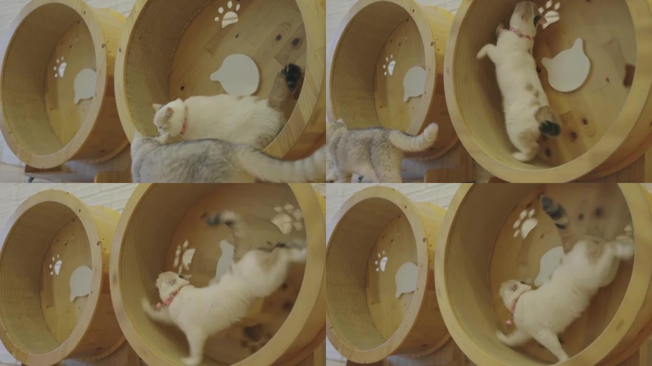 淘气猫玩木轮猫玩具。有趣的动物。