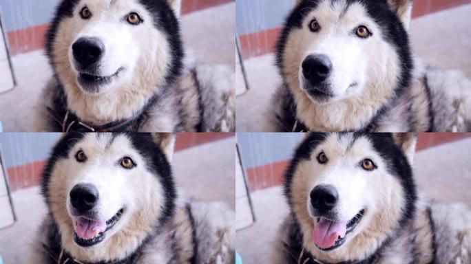 Siberian Husky lying on the ground.