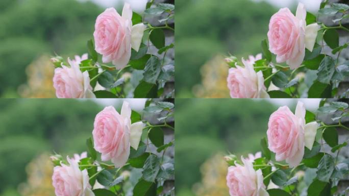 盛开的新鲜多彩的玫瑰