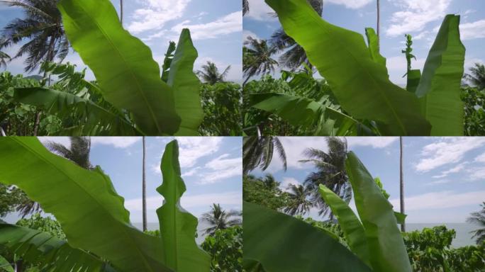 旋转跟踪绿色香蕉叶