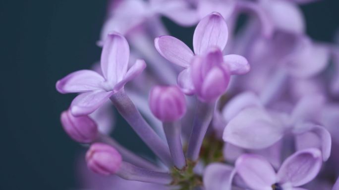 丁香花 花开延时