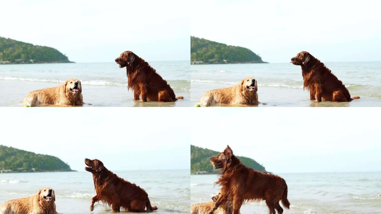 慢动作镜头狗金色跳跃在沙滩上休息后玩水波获得球，快乐的周末享受日落，金色狗有趣的活动概念。