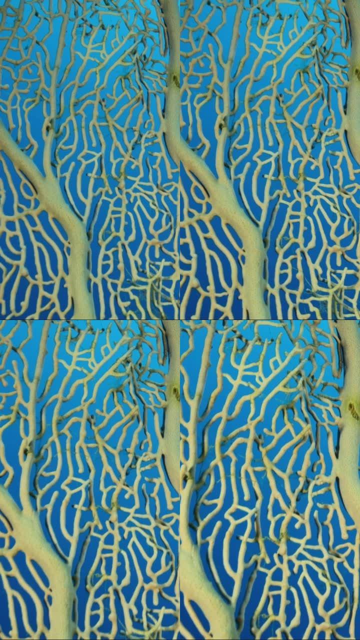 垂直视频: 阳光下绿色海洋草Posidonia茂密灌木丛的特写。摄像机在绿色海草地中海绦虫或海王星草