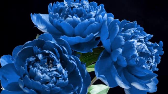 A beautiful bouquet of bright blue peonies bloomed