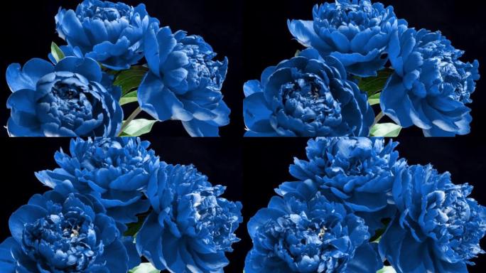 A beautiful bouquet of bright blue peonies bloomed