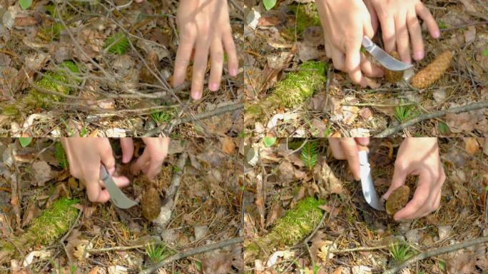 春天森林中的羊肚菌。一个女孩用一把特殊的野营刀切蘑菇。第一批野生植物的收集