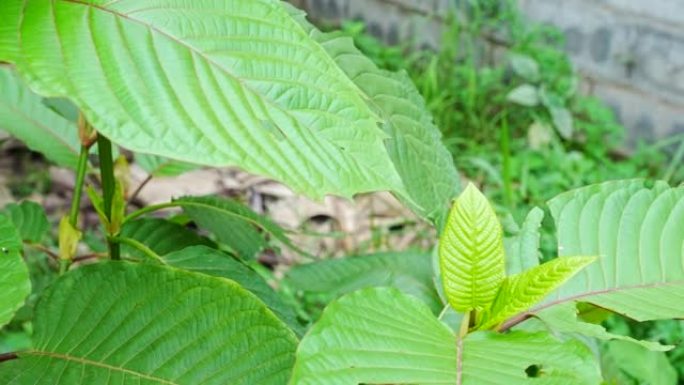 克拉托姆或米特拉吉纳的幼叶。这种植物是亚洲的草药。