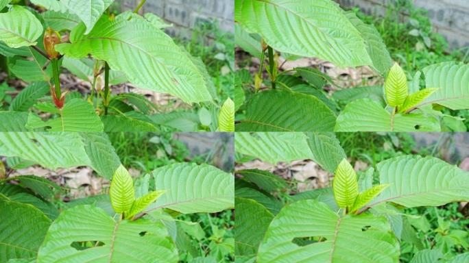 克拉托姆或米特拉吉纳的幼叶。这种植物是亚洲的草药。