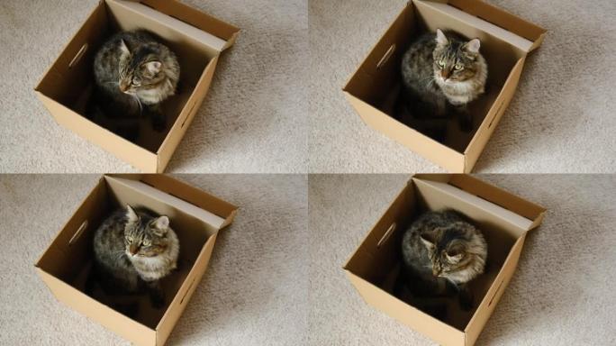 可爱的灰色虎斑猫在纸板箱在家里的地板。猫看着裂开的纸板箱。拆卸盒内的猫