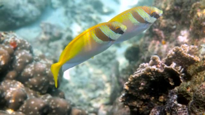 Virgate rabbitfish或siganus virgatus或两个禁止在热带珊瑚礁中游泳的