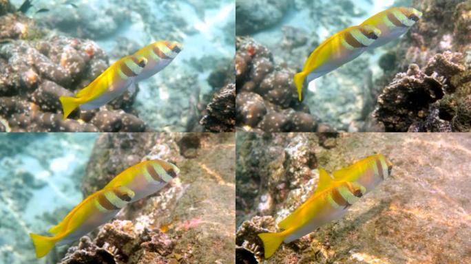 Virgate rabbitfish或siganus virgatus或两个禁止在热带珊瑚礁中游泳的