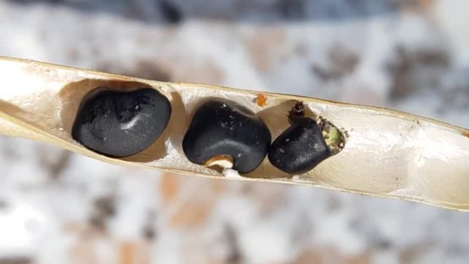 黑豆蛀虫攻击黑豆荚和种子