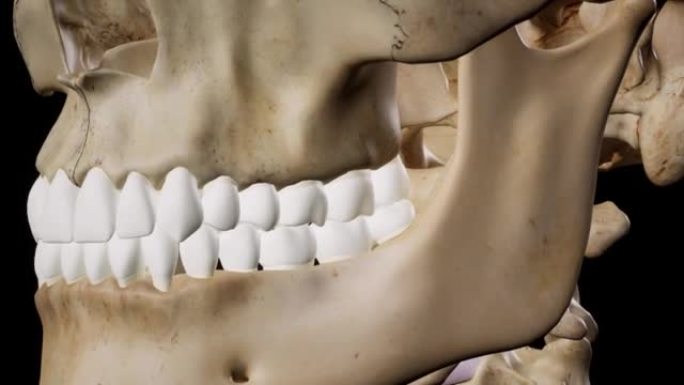 详细的人体骨骼。3d动画。