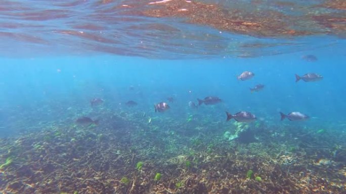 泰国攀牙素林岛国家公园的珊瑚礁和五彩斑斓的珊瑚鱼群。