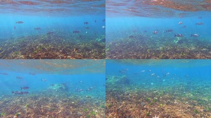 泰国攀牙素林岛国家公园的珊瑚礁和五彩斑斓的珊瑚鱼群。