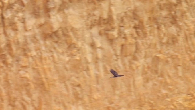 在desert Cliif，Dead sea中飞行的Bonellie之鹰